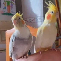 یک جفت عروس هلندی