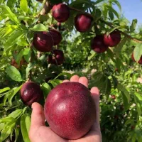 ارقام نهال مختلف تا 7ساله