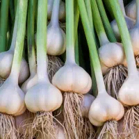 یک-هکتار-برای-سیر