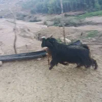 ساورین|حیوانات مزرعه|دره شهر, |دیوار