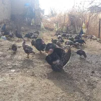 بوقلمون تخمگذار یک ساله نزدیک به کرچ