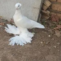 کبوتر کاکلی