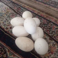 تخم غاز موجود است