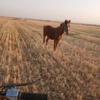 اسب|اسب و تجهیزات اسبسواری|کبودرآهنگ, |دیوار