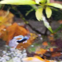 ماهی گوپی|ماهی|زرقان, |دیوار