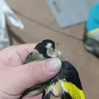 سهره نر  ۵ ماه قفس