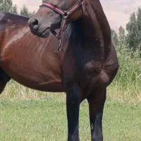 جوان اسب عرب کرد