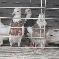 طوقی|پرنده|مبارکه, |دیوار