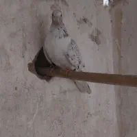 کبوتر|پرنده|میبد, |دیوار