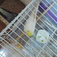 جفت عروس هلندی|پرنده|فیروزه, |دیوار