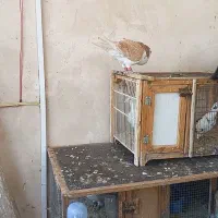 ساده زرد قلدور نیازبه تعریف نیس