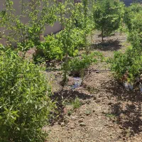 باغ درخت دارخوش ابعاد