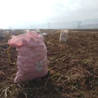 زمین کشاورزی