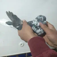 کبوتر خرمایی پور|پرنده|شهرکرد, |دیوار