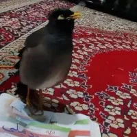 مینا سخنگو نر افغانی عروس هلندی کوتوله طوطی|پرنده|مشهد, اروند|دیوار