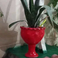 فروش گل های گرمسیری و تولید انواع گل وطراحی باغچه|گل و گیاه طبیعی|میناب, |دیوار