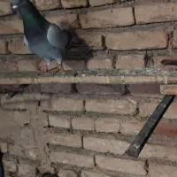 تعدادی کبو.تر