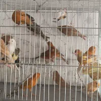 تعدادی محدود قناری ۲۰۲۵موجوده|پرنده|مریوان, |دیوار