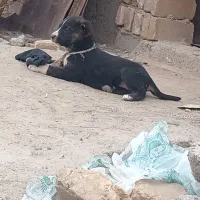 سگ دل|سگ|مشهد, پایگاه شکاری|دیوار