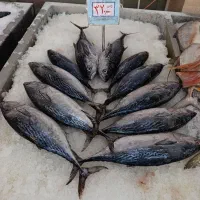 ماهی بدون استخوان جنوب|ماهی|اهر, |دیوار