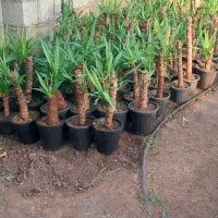 فروش یوکا سایز کوچک