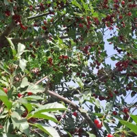 باغ دور دیوار۱۱۳۵|فروش دفتر صنعتی، کشاورزی، تجاری|دماوند, دماوند|دیوار