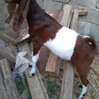 توبچی|حیوانات مزرعه|شادگان, |دیوار