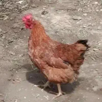مرغ تخم گذار ۱۰ ماهه
