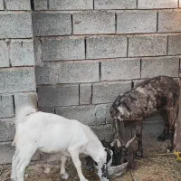 بز داشتی نژاد دار