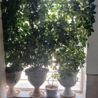 گل شیفلر قیمت مناسب