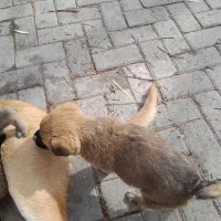 واگذاری سگ|سگ|همدان, |دیوار