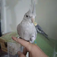 فروس جفت مولد عروس هلندی نژاد عادی ونژاد طوسی|پرنده|یاسوج, |دیوار