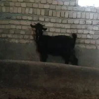 تی بز کشتاری