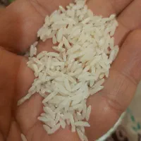 فروش طارم هاشمی کشت اول