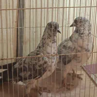 کبوتر|پرنده|تهران, جمالزاده|دیوار