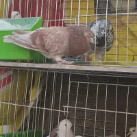 نر پیس|پرنده|فولادشهر, سایت صنعتی کاوه|دیوار