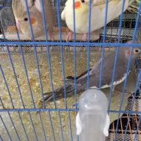 عروس هلندی|پرنده|کوهدشت, |دیوار