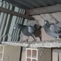 کفتر گرفتنی|پرنده|نیشابور, مازول|دیوار