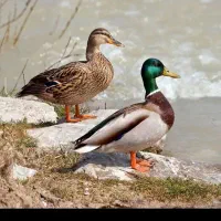 اردک پروازی قوغاز مرغ جوجه