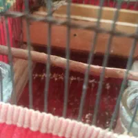 گلبسر جفت خور|پرنده|شیراز, شهرک بهار|دیوار