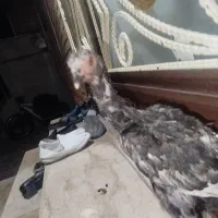 جوجه لاری|حیوانات مزرعه|سرپل ذهاب, |دیوار