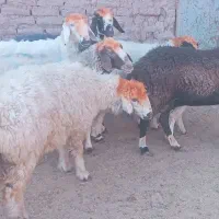 میش کاور بختیاری افشار فروشی