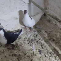 کفتر چادری افغانی|پرنده|محمدشهر, محمدشهر|دیوار