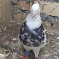 کفتر طوقی سینه ای پلاکی چپ خوشرنگ رو سری دم سفید|پرنده|اصفهان, چرخاب|دیوار