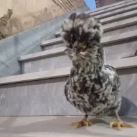 تخم مرغ نطفه دار گلین لری طوسی