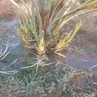 فروش پاجوش قصب درجه یک تعداد بالا