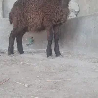 1عدد بره ماده امروز از گله خودم آوردم جنص خوب|حیوانات مزرعه|گنبد کاووس, |دیوار