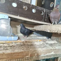 کفتر هوایی سنگین بالا