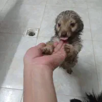 توله سگ پا کوتاه|سگ|ورامین, ریحان آباد|دیوار