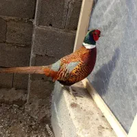 مرغ خروس زیبا|حیوانات مزرعه|سنگر, |دیوار